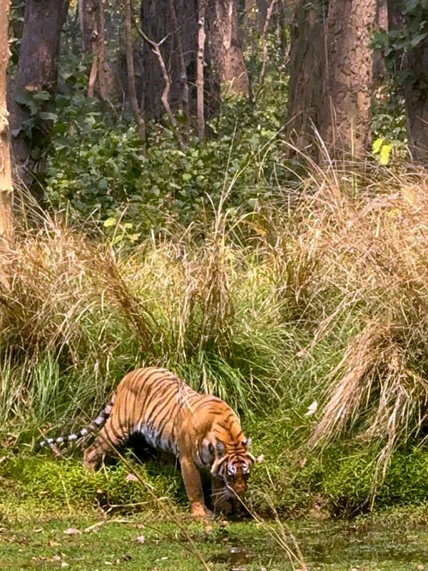 Jungle Safari in Nepal