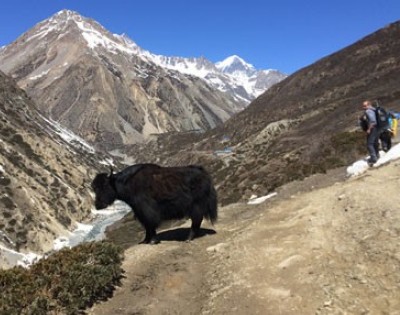 Annapurna Region Trekking