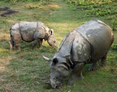 Jungle Safari in Nepal