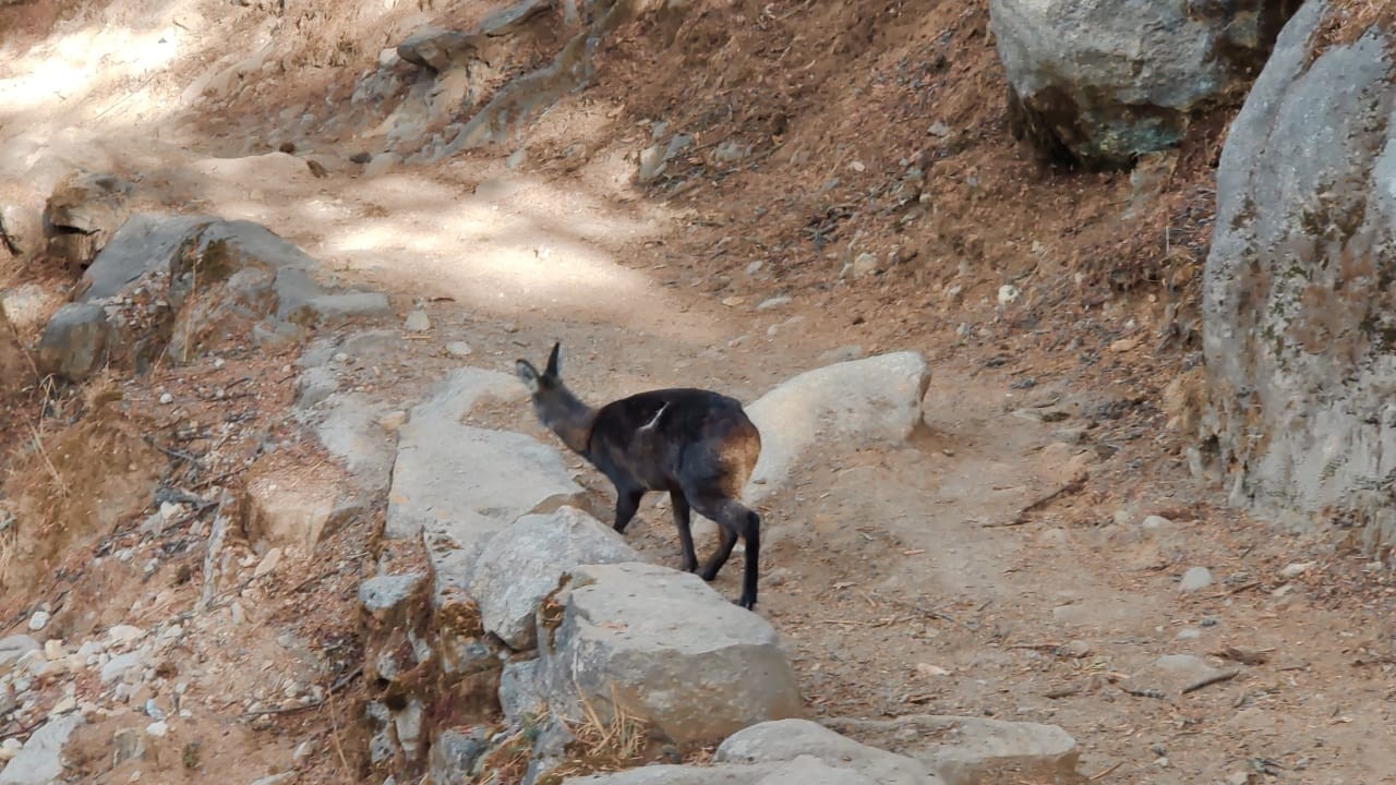 Musk Deer along the trek