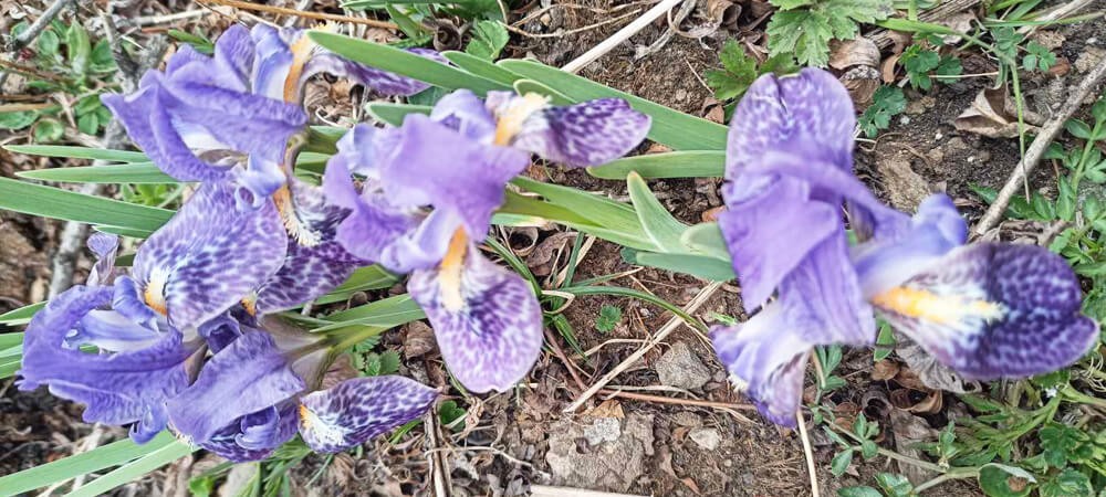 manaslu circuit flora and fauna