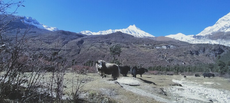 Manaslu Base Camp View