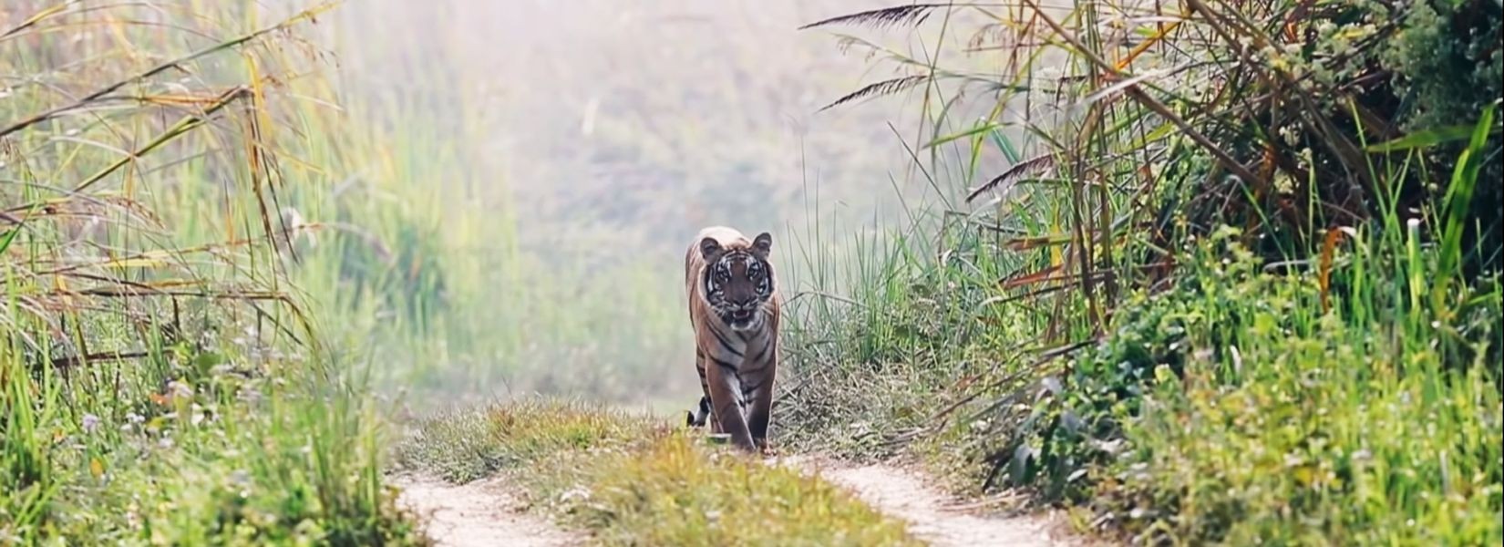 Bardia National Park, Bardia jungle Safari, Royal Bengal Tiger