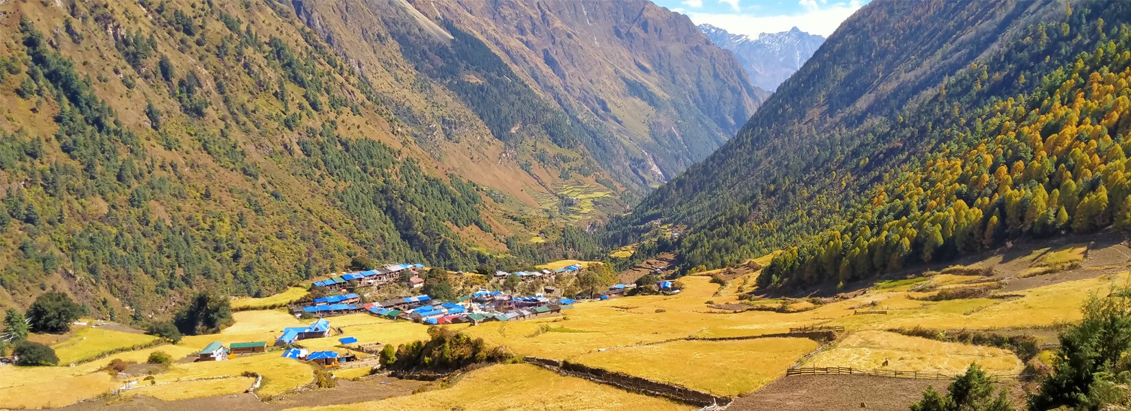 Barly Field Lho Manaslu Trekking