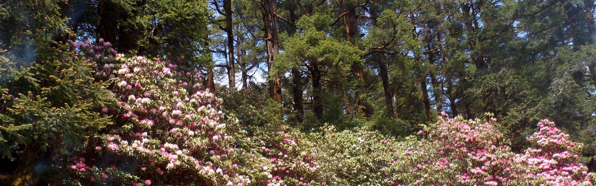 Helambu Trek