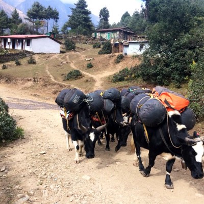 Yak are the mode of transportation on EBC Trek