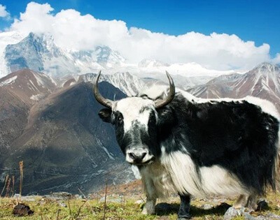 Yak waiting for his fellow in Langtang Valley